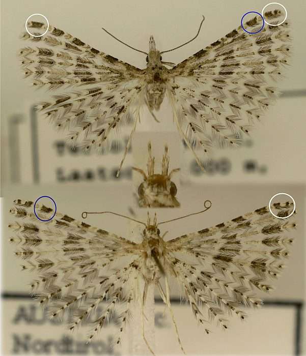 Alucitidae: Alucita desmodactyla (Cfr)